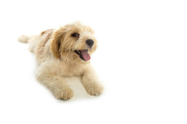 istock Puppy dog isolated on  white background 938593096