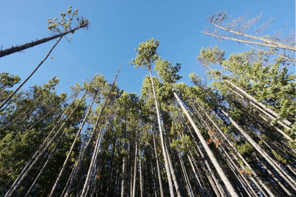 Forest edge in the Canadian Rockies stock photo