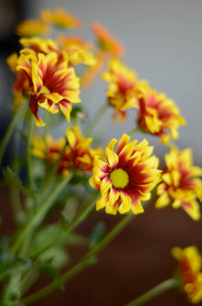istock Red and Yellow Flowers 938593358