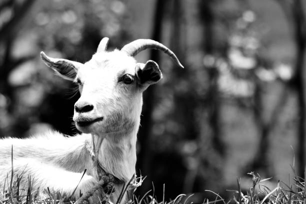 istock Portrait of a profile goat 938594210