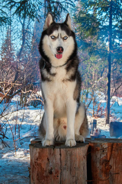 istock Portrait siberian husky sitting on stump in winter forest. 938598206