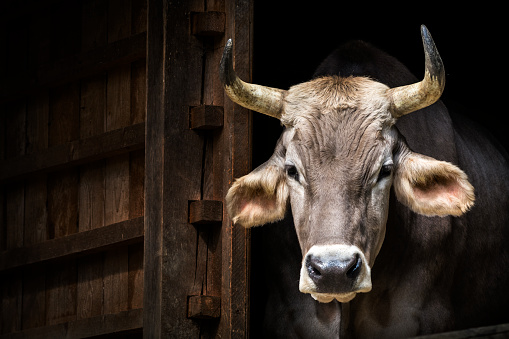 Close-up of dairy cow at the entrance to the barn (Brown Swiss Cattle, also known as Braunvieh)