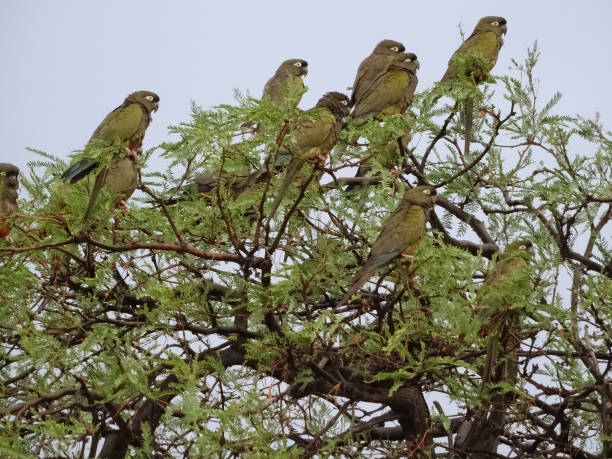 рыться попугай, или патагонский конур, cyanoliseus patagonus, недалеко от cafayate, аргентина - masc стоковые фото и изображения