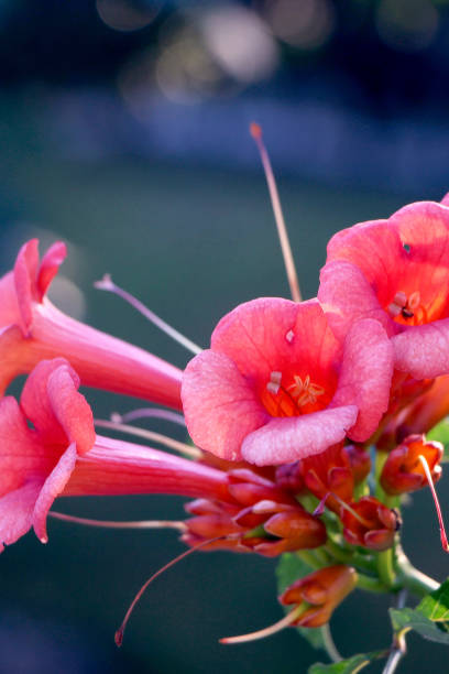 розовая труба лозы - podranea ricasoliana стоковые фото и изображения