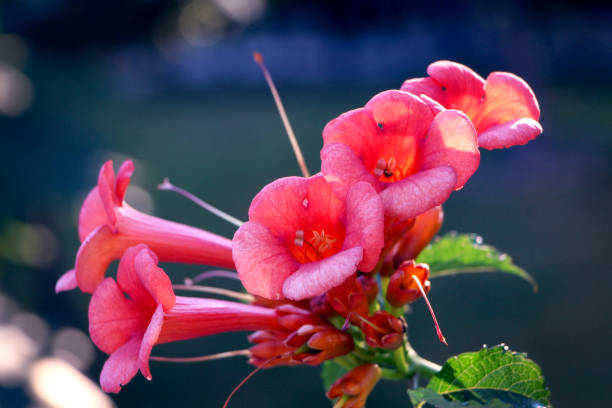 розовая труба лозы - podranea ricasoliana стоковые фото и изображения