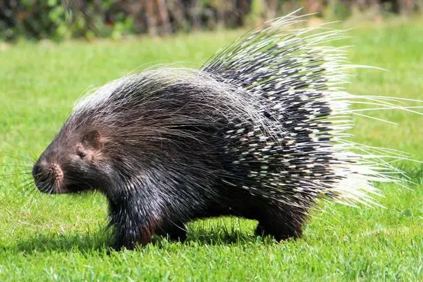 Porcupine on a summer day
