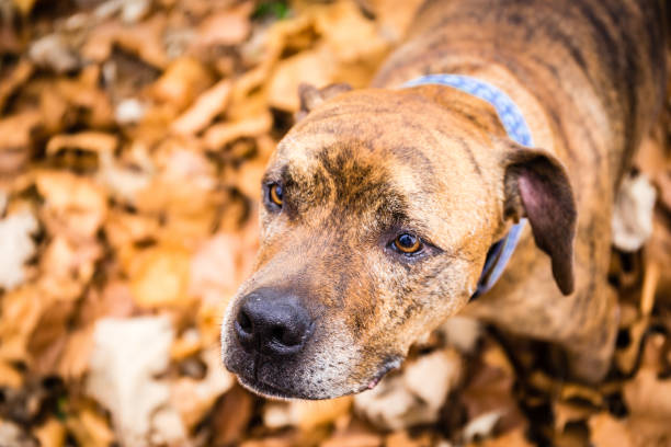 istock Merle dog outside in leaves 938605744