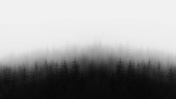 Photo of distant forest in black and white and copy space