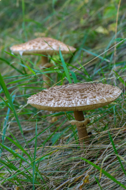 istock Mushrooms hiding in the forest 938613566