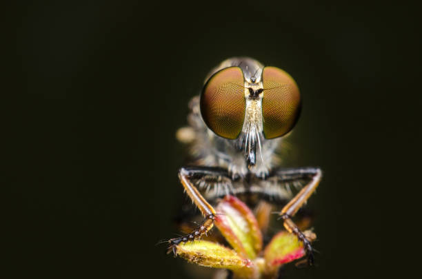 istock robber fly outstanding on branch in dark background. 938614832