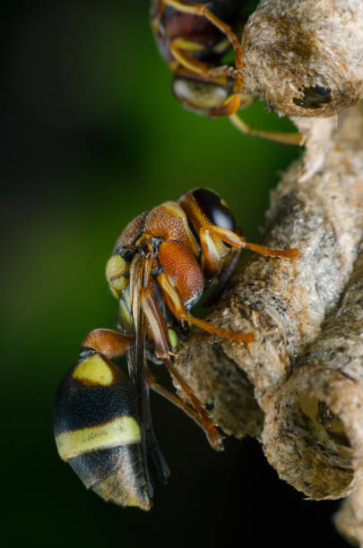 istock hornet defend perched on nest in the park. 938614862
