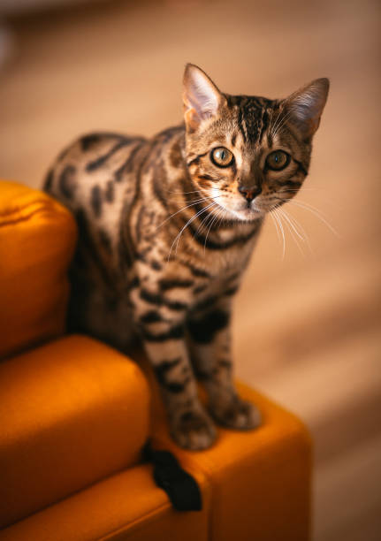 istock Pretty Bengal cat stands on yellow couch 938614894
