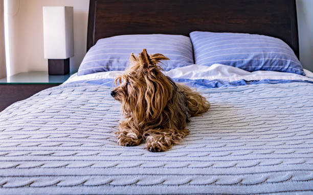 istock Yorkshire terrier relaxed on his owner's bed 938617432