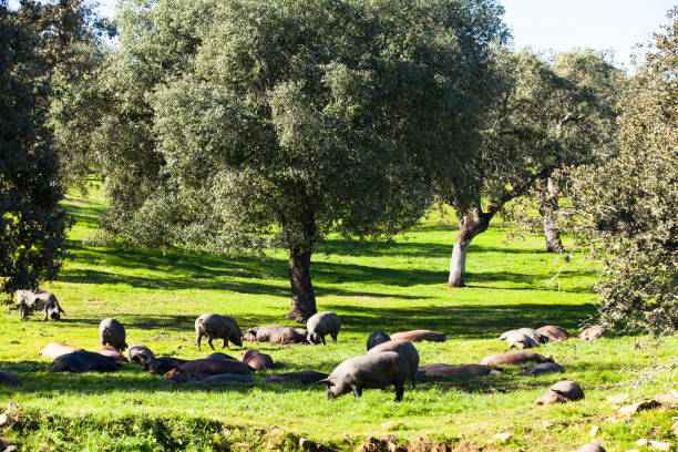 istock Pigs in green field 938617464