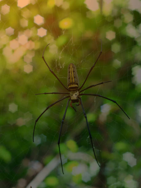 istock The spider in the forest 938617554