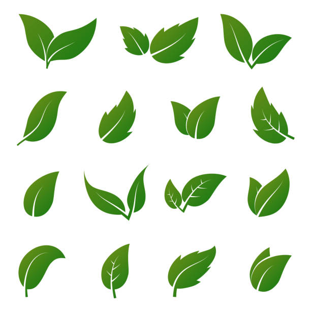 grünes blatt-vektor-icons. frühling lässt ökologie symbole - blatt pflanzenbestandteile stock-grafiken, -clipart, -cartoons und -symbole