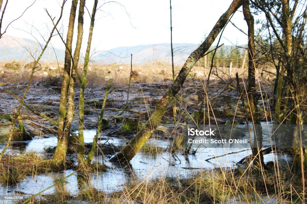 Woodland & Marsh Trees partially submerged in deep water after recent heavy rain, Isle of Bute, Scotland. Bog Stock Photo