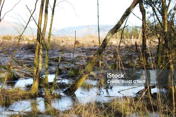 Woodland Marsh Stock Photo - Download Image Now - Bog, Horizontal, Isle Of Bute