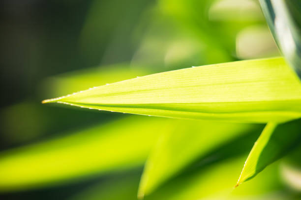 istock Abstract nature view texture of green leaf 938623990