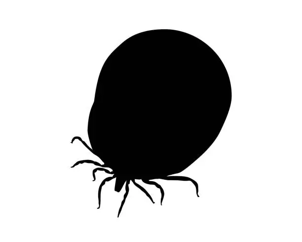 Vector illustration of Silhouette of a soaked tick on white background