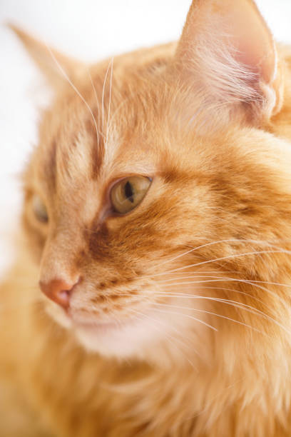 istock Brown Cat, Red Male Cat, Ginger Cat 938635330