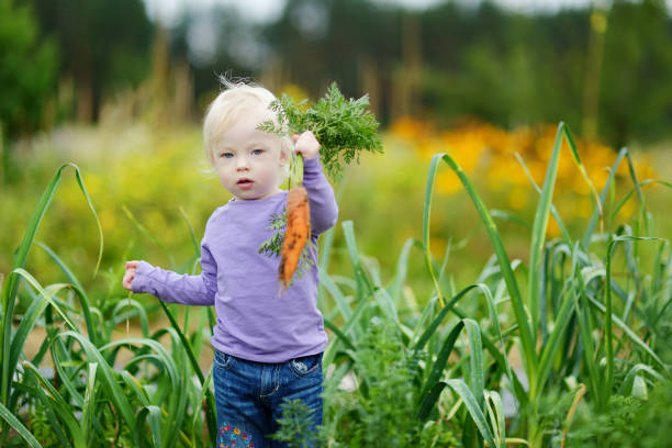 istock Adorable little girl picking carrots 938636006
