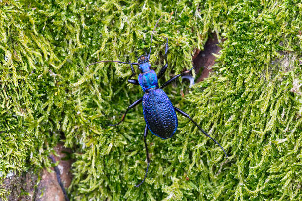 scarabeo blu (carabus intricatus) su un muschio - 5487 foto e immagini stock