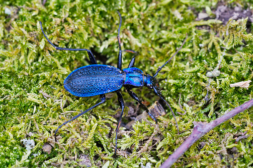 Blue ground beetle (Carabus intricatus) on a green moss