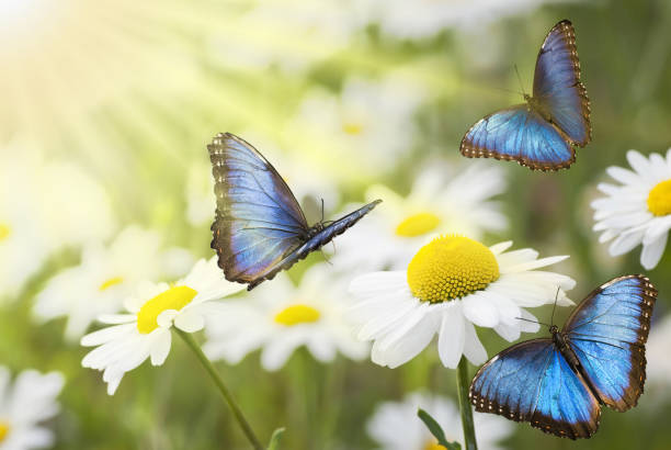 pré ensoleillé avec papillons bleus - spring flower daisy field photos et images de collection
