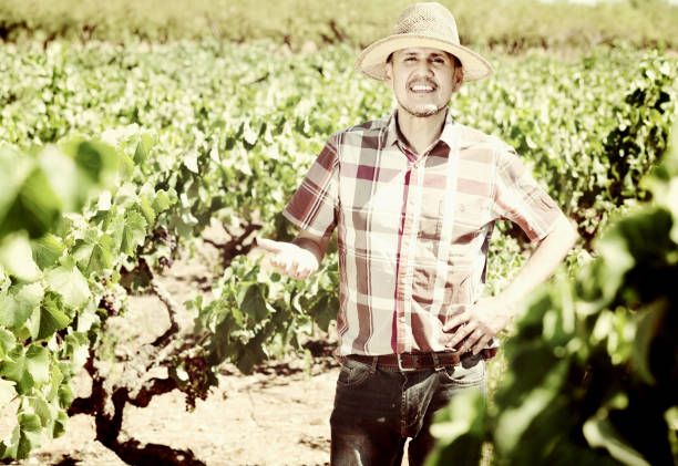 istock mature man worker standing among grapes trees on sunny day 938640880