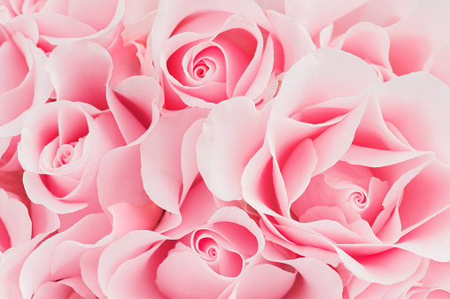 Delicate pink background of blooming roses, close-up