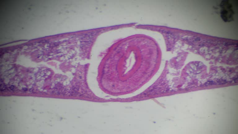 planaria cross section under light microscopy