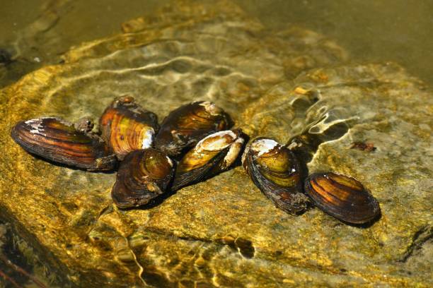 fluss-muscheln auf dem felsen in einem sauberen fluss. anodonta anatina - süßwasser stock-fotos und bilder