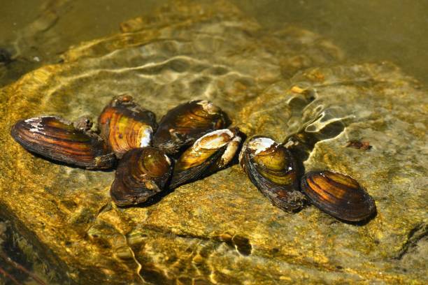 palourdes de rivière sur la roche dans une rivière propre. anodonta anatina - eau douce photos et images de collection