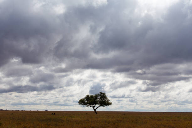 istock Dramatic storm sky with a Acacia Tree in the middle of the plains 938643856