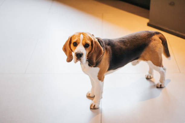 istock Sad dog stands on the floor 938643934