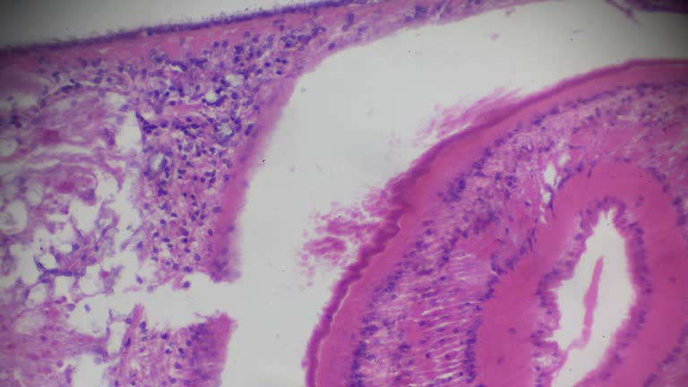 planaria cross section under light microscopy