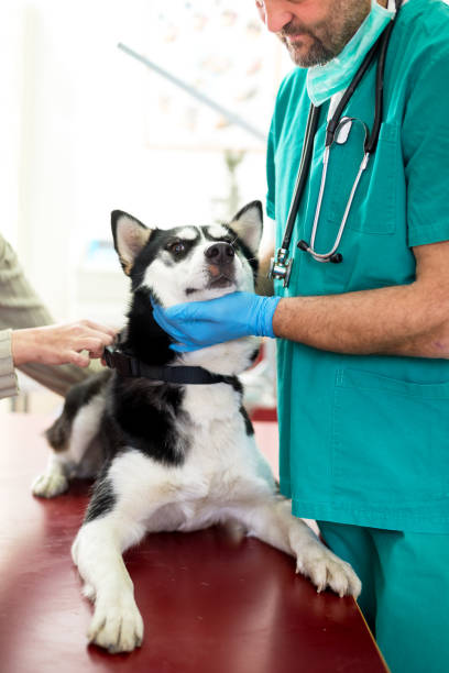 istock Vet examining a dog 938645322