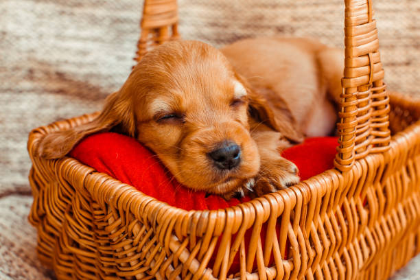 istock The small dog sleeping   in the cubby 938648898