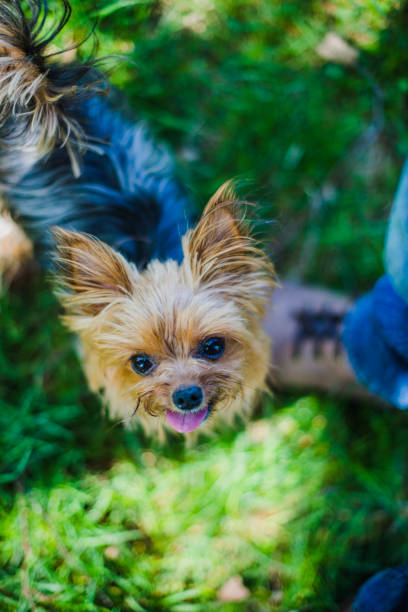 istock Top view of cute dog 938649264