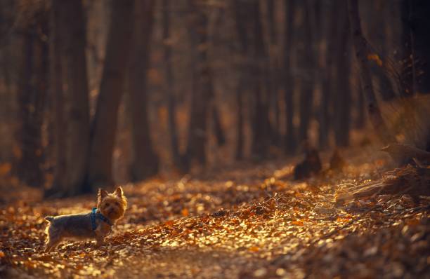 istock The Dog Walk in the Forest 938656570