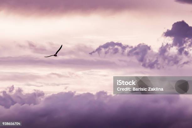 Seagull Flying With Clouds Background Stock Photo - Download Image Now - Animal, Bird, Blue