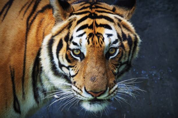 istock Tiger in Thailand zoo 938661204