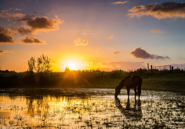 istock Horse drinking in a lake at sunset 938666864