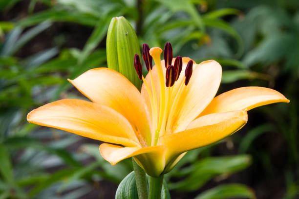 istock flowers in a garden 938667112