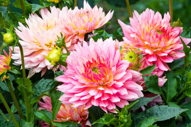 istock flowers in a garden 938667120