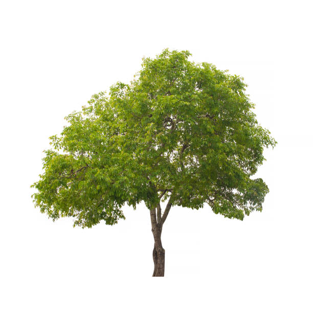 istock Tree isolated on white background. Collection of tree isolated. 938669660