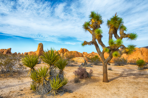 Joshua Tree, Yucca brevifolia, native for arid southwestern United States, mostly lives in Mojave Desert. The picture is taken in Joshua Tree National Park.