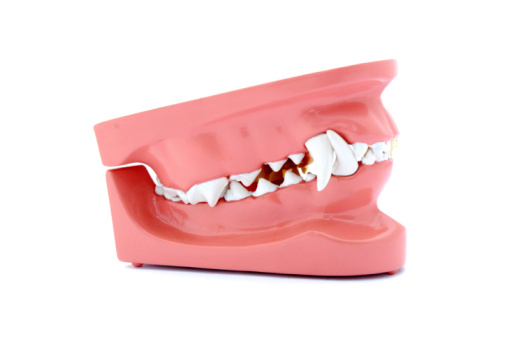 Dog teeth model