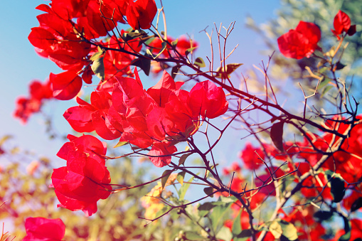 image of blooming red ougainvillea flowers